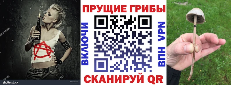 наркошоп  Малоярославец  Галлюциногенные грибы Cubensis 